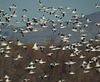 migratory birds